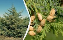 Не поспішайте із секатором: які хвойні не переносять осінню обрізку