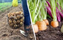 Після картоплі наступного року не можна садити ці 7 рослин: урожаю навіть не чекайте