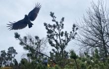 Завтра в Киеве будет последний теплый день перед похолоданием