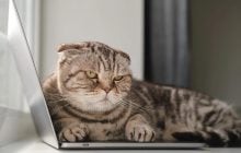 Як вибачитися перед кішкою: експерти назвали найкращий спосіб