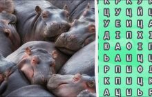 98% людей не можуть знайти слово "бегемот" за 12 секунд: складна головоломка