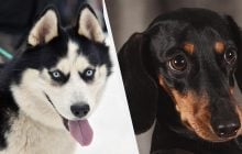 7 порід собак із найкрасивішими очима, які ви коли-небудь бачили (фото)