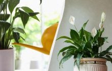 Як взимку поливати квітку жіноче щастя: досвідчені садівники дали перевірені поради