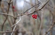 Температура выше нормы: в Гидрометцентре рассказали, каким будет декабрь
