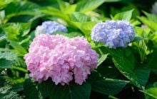 Як правильно образати гортензії для пишного квітування: поради садівників