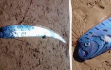 На пляж Тасманії викинуло гігантського вісника лиха: що це за істота