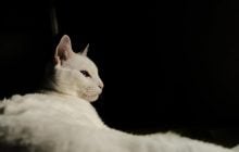 Чому кіт ховається або спить в шафі: ветеринари перелічили 9 причин