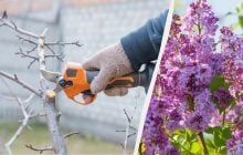 Бузок буде весь у квітах: як і коли обрізати кущі перед зимою