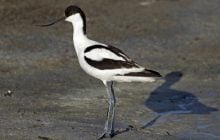 Дзьоб - наче шило: на Одещині у "пастку" попався рідкісний птах (відео)