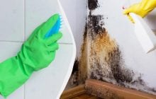 Чорна цвіль зникне назавжди: ось чим потрібно її попшикати