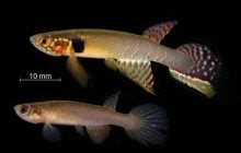 Учені виявили унікальну рибу, яку вважали вимерлою понад 20 років