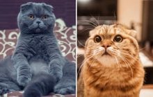 Почему кошка трогает вас лапой: правда, от которой тает сердце