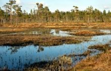 Что такое "болото" и всегда ли оно засасывает человека: в каких случаях это происходит