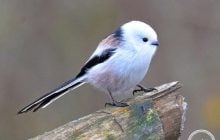 Возле Чернобыля зафиксировали крошечную интересную птичку