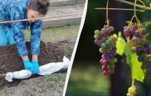 При такой отметке на градуснике нужно накрыть виноград: без этого он замерзнет