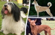 Настоящие диковинки: названы 6 суперредких пород собак (фото)