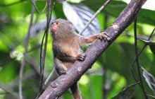 Весит как пачка сливочного масла: что известно о самой маленькой в мире обезьяне