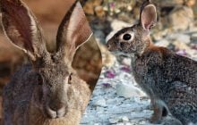 Чем отличается кролик от зайца: эксперты назвали главные отличия