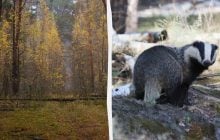 Имеет спальные комнаты и даже туалет: возле Чернобыля обитает таинственный зверь