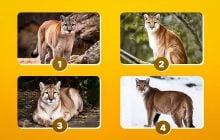 Какую картинку выбирают разумные люди: очень точный тест на личность