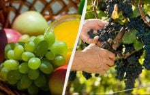 Зеленый против красного: ученые ответили, какой виноград самый полезный