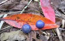 Единственный на планете синий фрукт на самом деле не синий: биолог объяснил, как это возможно