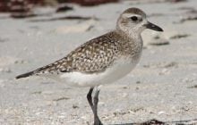 Несет розовые яйца: в Одесской области исследователям "попалась" удивительная птица (видео)