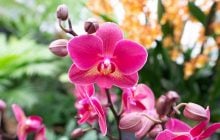 Как заставить орхидею снова цвести: садоводы поделились тремя основными правилами