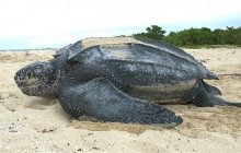 Удивительное существо, пережившее эпоху динозавров, откладывает яйца до сих пор