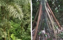 В Панамі росте пальма, що вміє "ходити", - Forbes