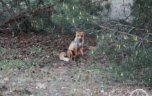 Пильний погляд з-поміж сосен: в районі Чорнобиля зафіксували цікавого хижака