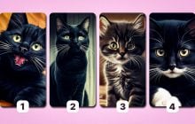 Какую кошку выбирают везучие люди: экспресс-тест на вашу удачу