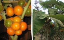 Этот фрукт невозможно вывезти за границу: что не так с наранхильей — "сокровищем Анд"