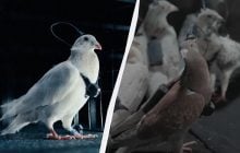 У Росії перетворюють голубів на шпигунські "біодрони", якими можна дистанційно керувати