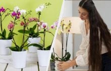 Простая уловка "разбудит" орхидеи: цветут как сумасшедшие даже зимой