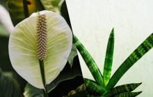 Не будет плесени и конденсата: названы 4 комнатных растения, которые контролируют влажность