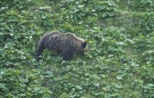 У Японії ведмідь напав на чоловіка в громадській вбиральні