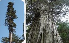 Кипарис, переживший 5 ледниковых периодов, претендует на звание старейшего дерева мира