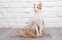 Почему кошки так обожают верёвки: 5 любопытных причин