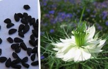 Японские ученые проследили, как черный тмин влияет на сердечное здоровье