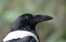 Вороны распознают лица людей и годами держат обиду: биолог раскрыл детали