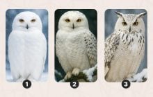 Какой важный совет подготовила для вас сова: психологический тест