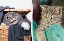 Почему кошки не могут устоять перед чистым бельем: ветеринары назвали 4 причины