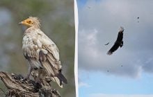 Кружат ли стервятники над умирающими людьми: что происходит на самом деле