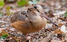 Таинственный житель леса: найдена птица с идеальной маскировкой