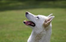 Почему собаки воют на сирену: ветеринар назвала самые распространенные причины