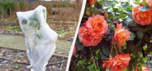 20-хвилинна процедура врятує ваші троянди взимку: як укрити, щоб не замерзли