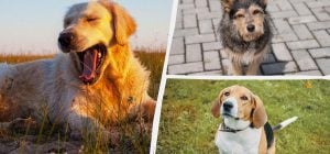 Какая собака вам подходит по дате рождения: вот как это проверить