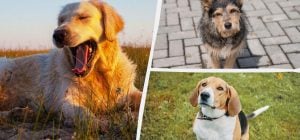 Какая порода собак вам подходит: вот как это проверить по дате рождения