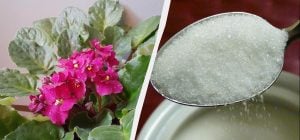 Одну ложку на литр воды - и фиалка будет цвести всю зиму: эта "подкормка" есть у всех